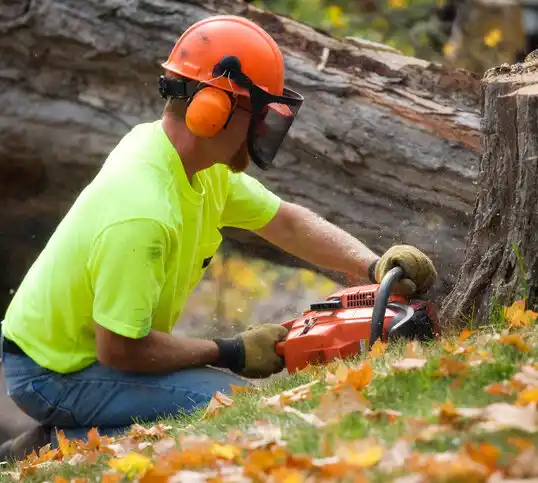 tree services Brighton